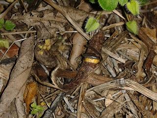 Blog Tomatissims Las luciérnagas se establecen en la finca de Tomatissims.
