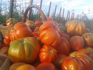Blog Tomatissims Tomatissimas nueva gama de tomates hibridos naturales