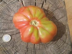 Blog Tomatissims Tomatissimas nueva gama de tomates hibridos naturales