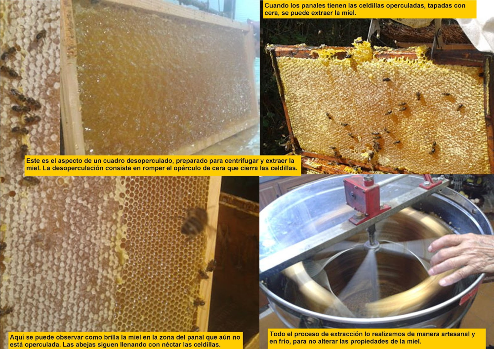 Tomatissims apicultura