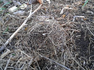 Gestión de residuos urbanos